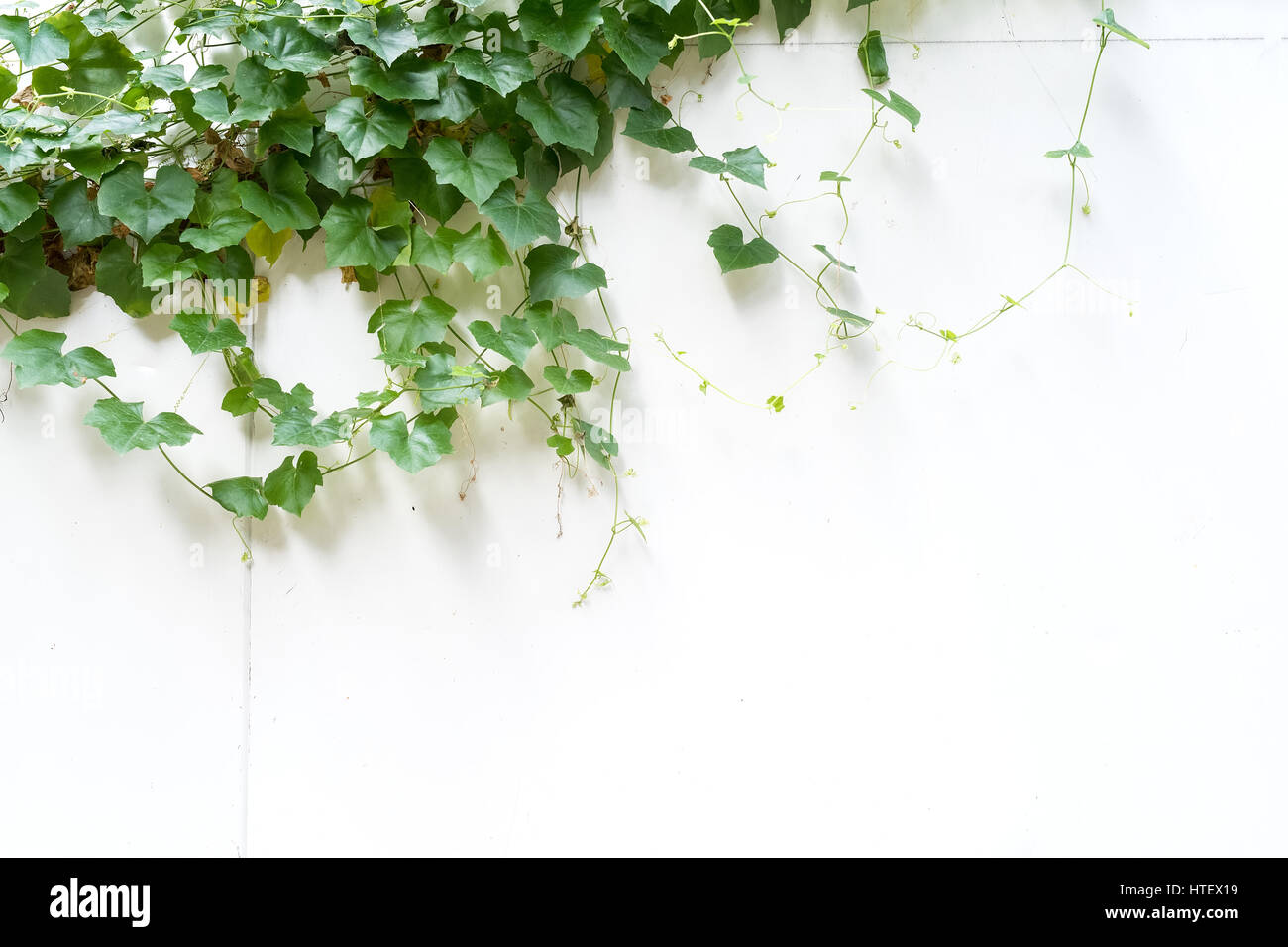 ivy leaves isolated on a white background Stock Photo - Alamy