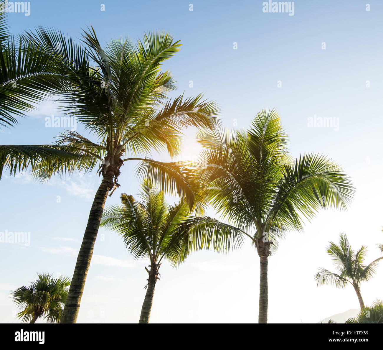Palm Trees Against Blue Sky Stock Photo - Alamy