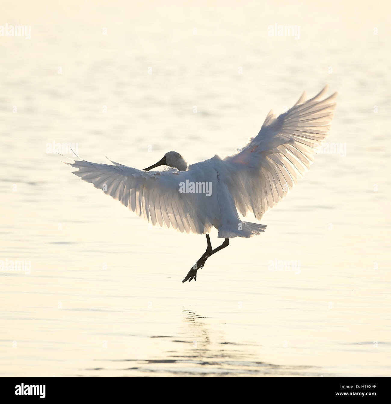 Black faced spoonbill hong kong hi-res stock photography and images - Alamy