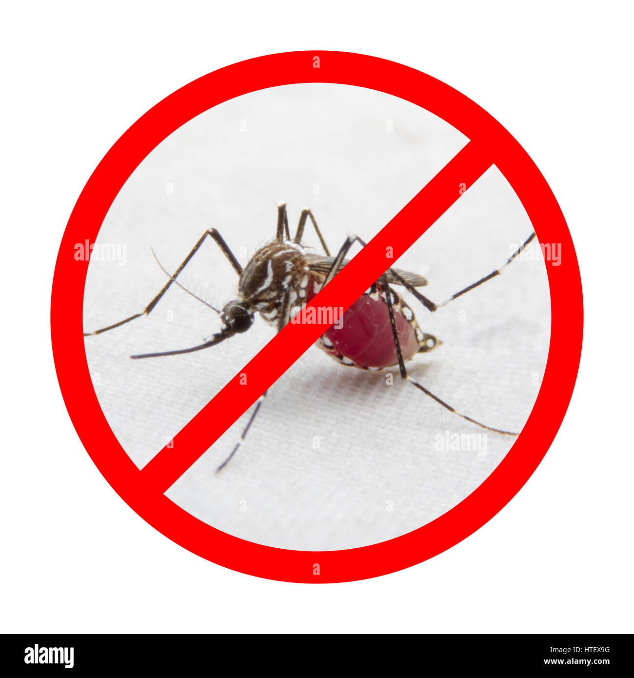 Stop/ Prohibit sign on mosquito on white background Stock Photo