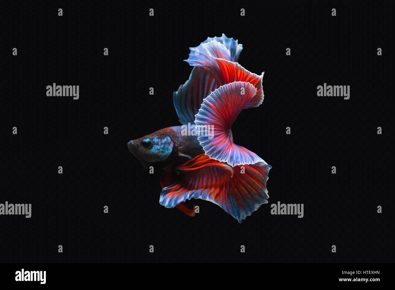 Thailand  fighting fish, isolated on black background. Capture the moving moment of siamese fighting fish. Stock Photo