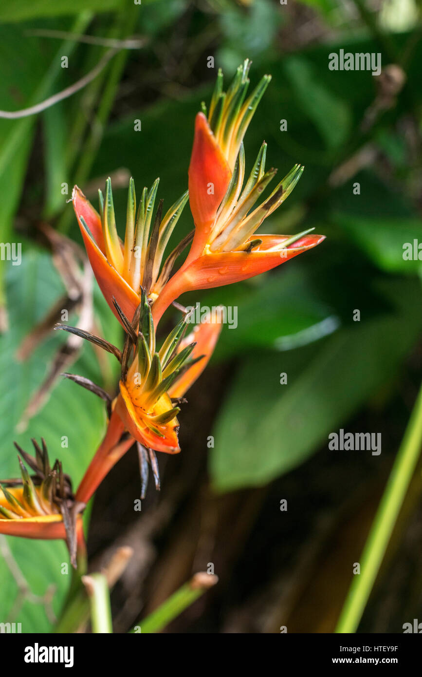 Caribbean tropical flower hires stock photography and images Alamy