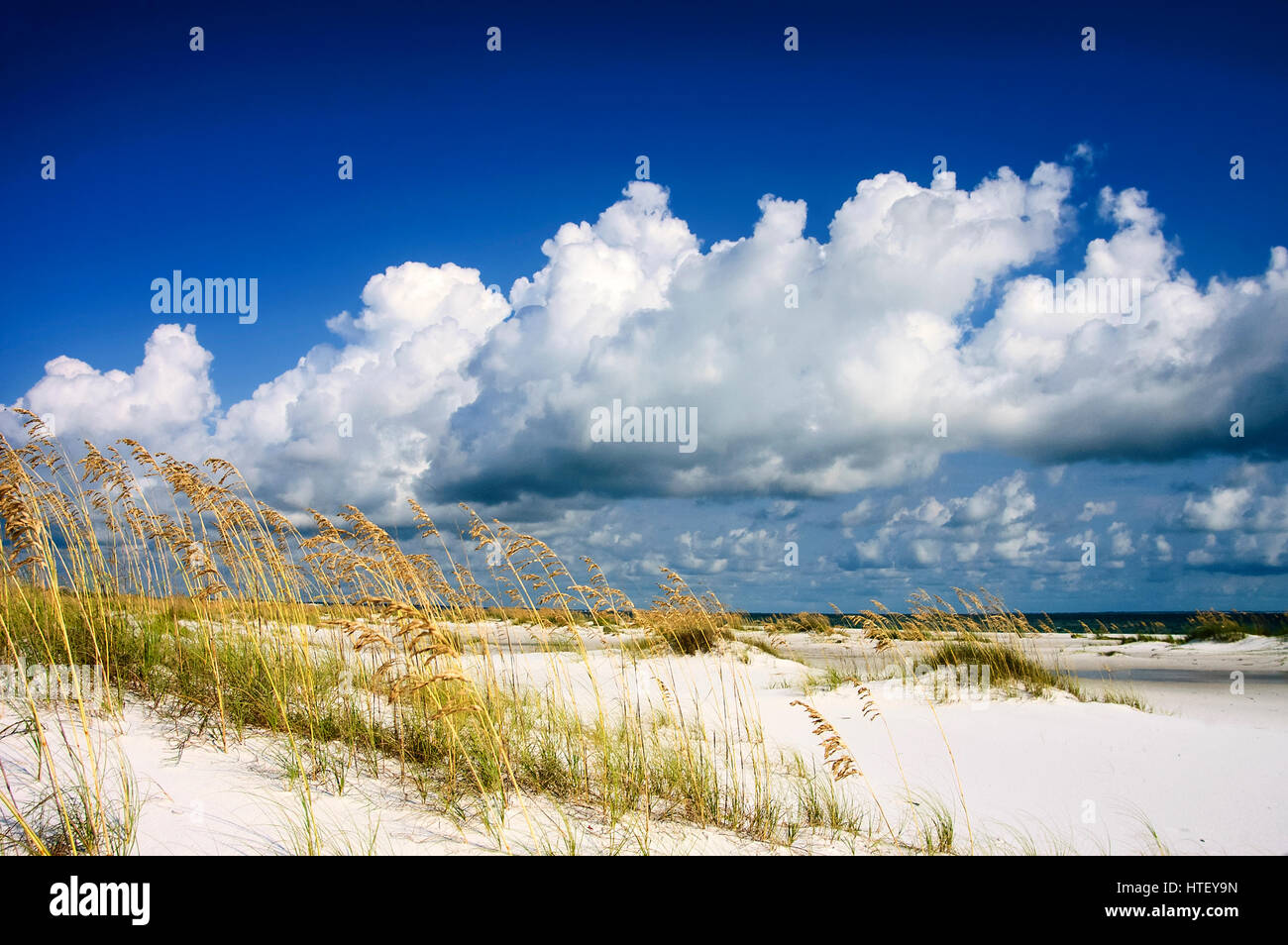 Sea oats and a beautiful white sandy beach. Gulf Coast, Florida. Stock Photo