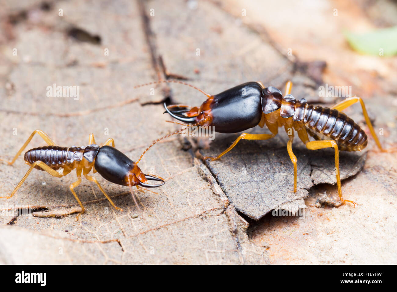 The Soldier Termites Of Soil Eaters Stock Photo Alamy