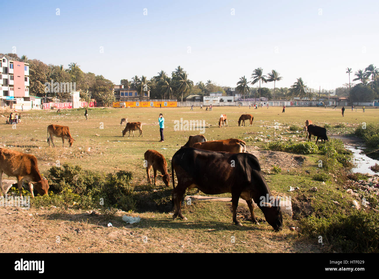 COX'S BAZAR, BANGLADESH - FEBRUARY 2017: Cows on a cricket field in Cox's Bazar at the coast of Bangladesh Stock Photo