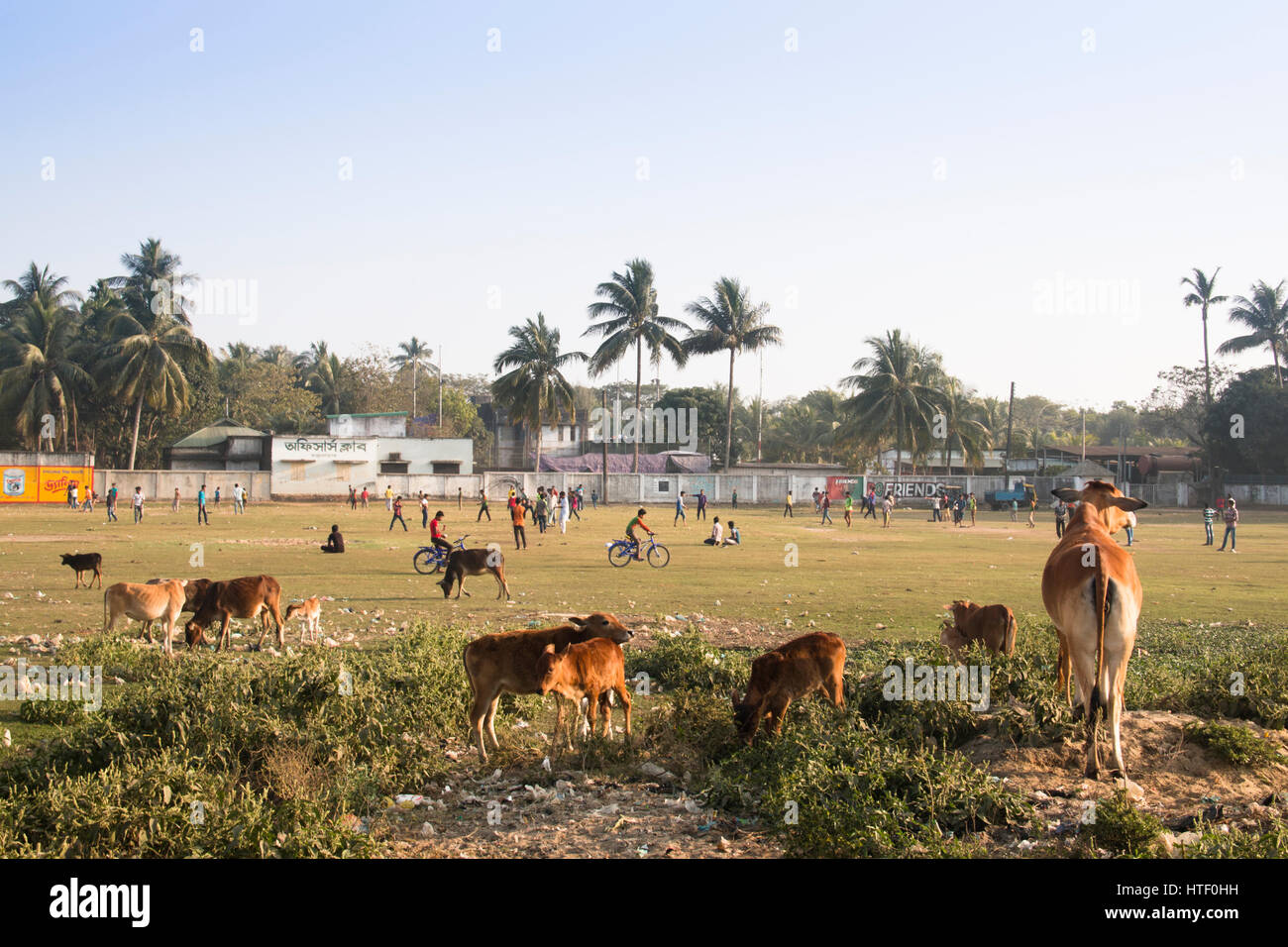 COX'S BAZAR, BANGLADESH - FEBRUARY 2017: Cows on a cricket field in Cox's Bazar at the coast of Bangladesh Stock Photo