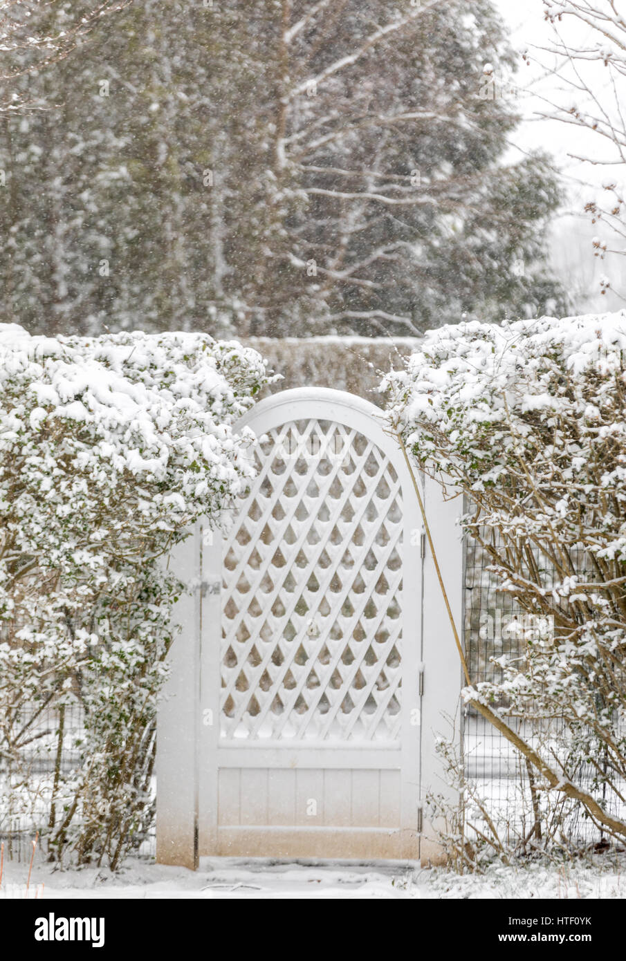 gate in a hedge with snow Stock Photo