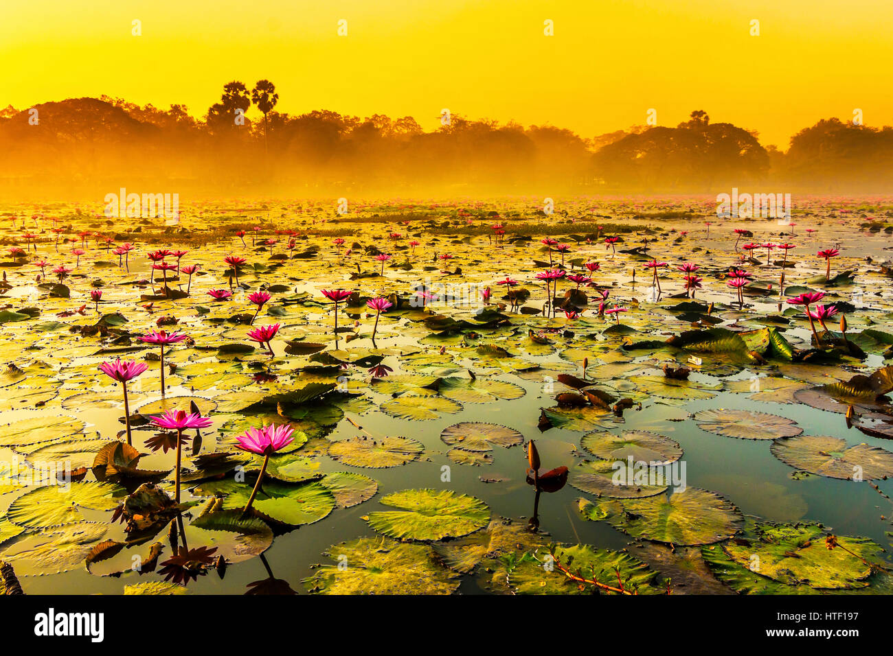 Sunrise over a spring lake with lilies at the Angkor temple complex Stock Photo