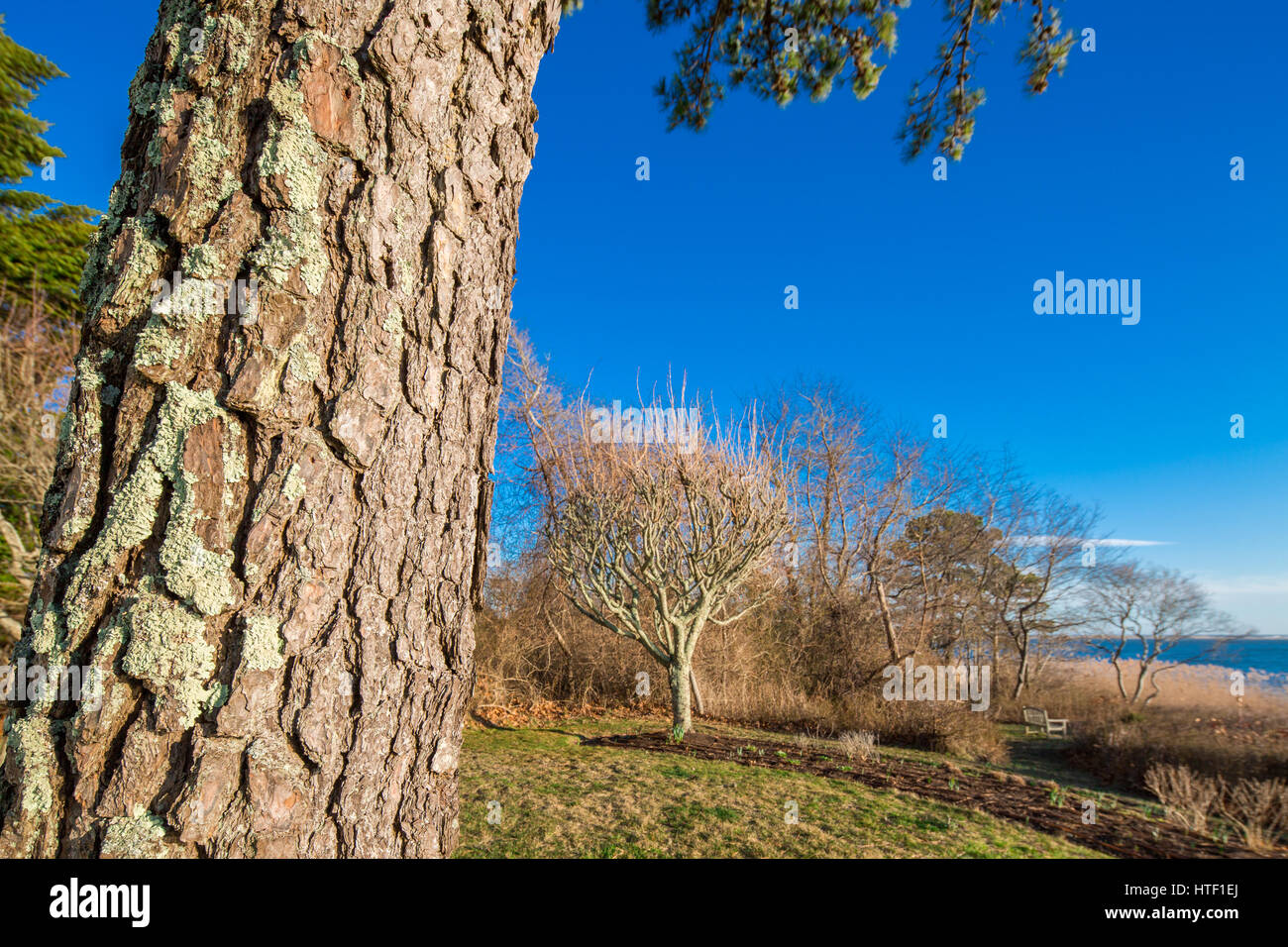 large tree with distant trees in the background and a bright blue sky Stock Photo