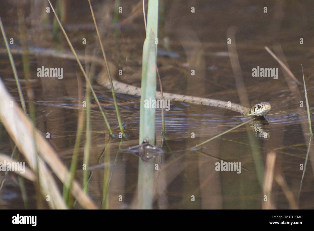 Grass snake (Natrix helvetica) swimming in a pond Stock Photo