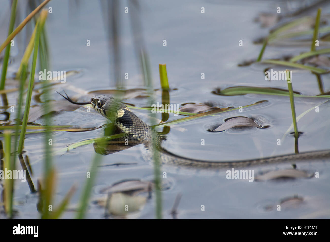 Grass snake (Natrix helvetica) swimming in a pond with tongue flicking (chemosensing) Stock Photo
