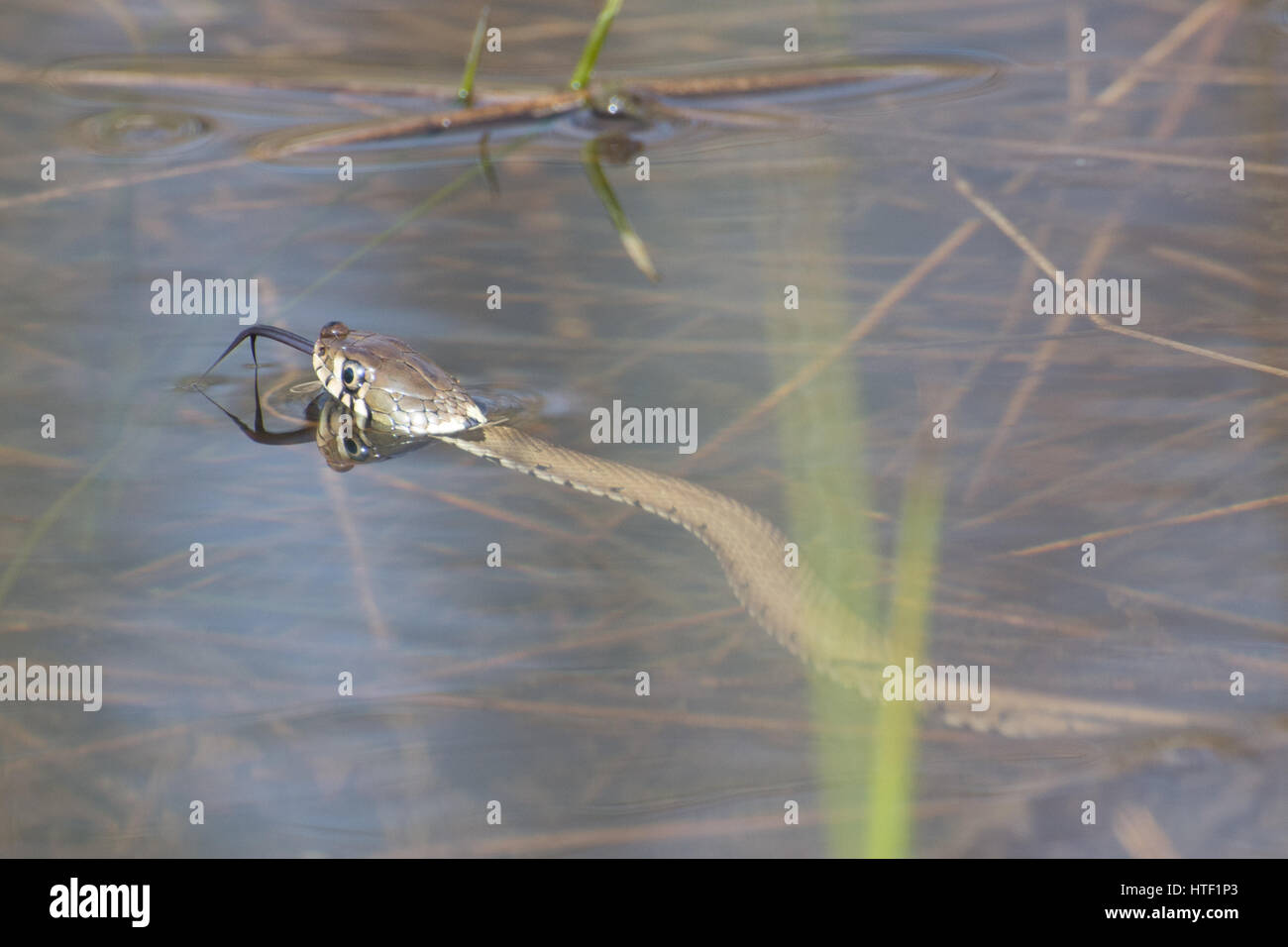 Grass snake (Natrix helvetica) swimming in a pond with tongue flicking (chemosensing) Stock Photo