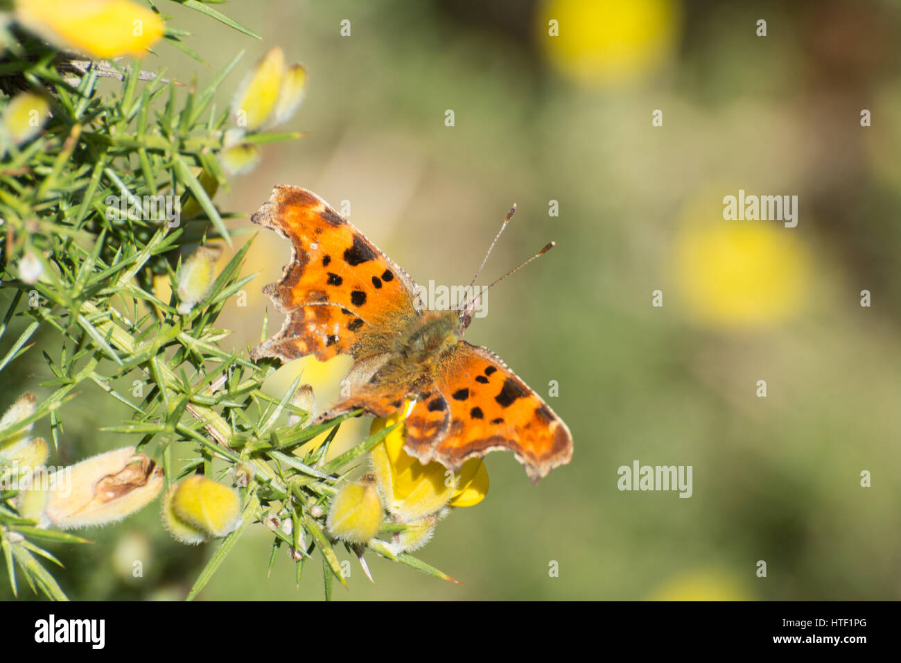 Comma butterfly (Polygonia c-album) on colourful gorse flowers - recently emerged from hibernation Stock Photo