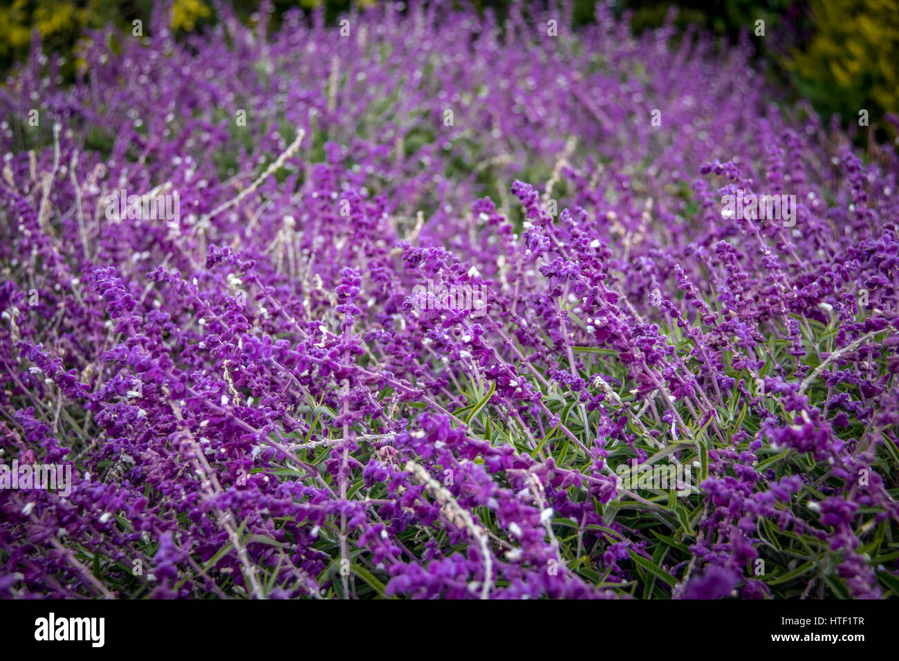 Blue salvia purple flowers Stock Photo