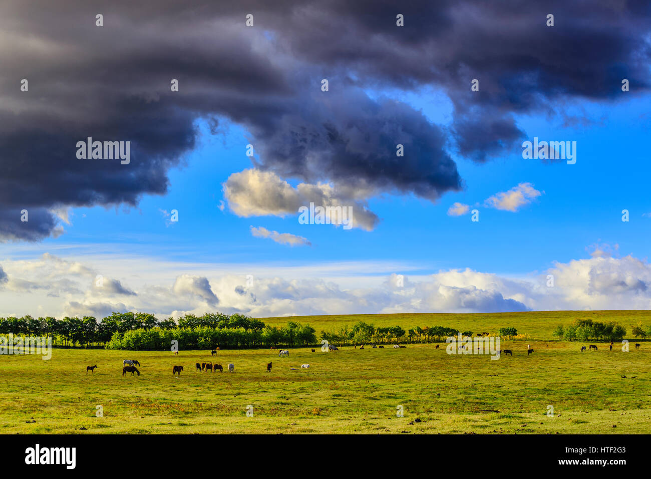 Horse ranch in Alberta foothills country, Canada Stock Photo Alamy