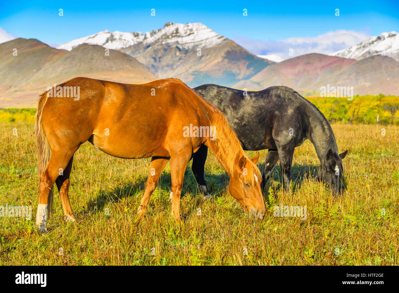 Horse ranch in Alberta foothills country, Canada Stock Photo Alamy
