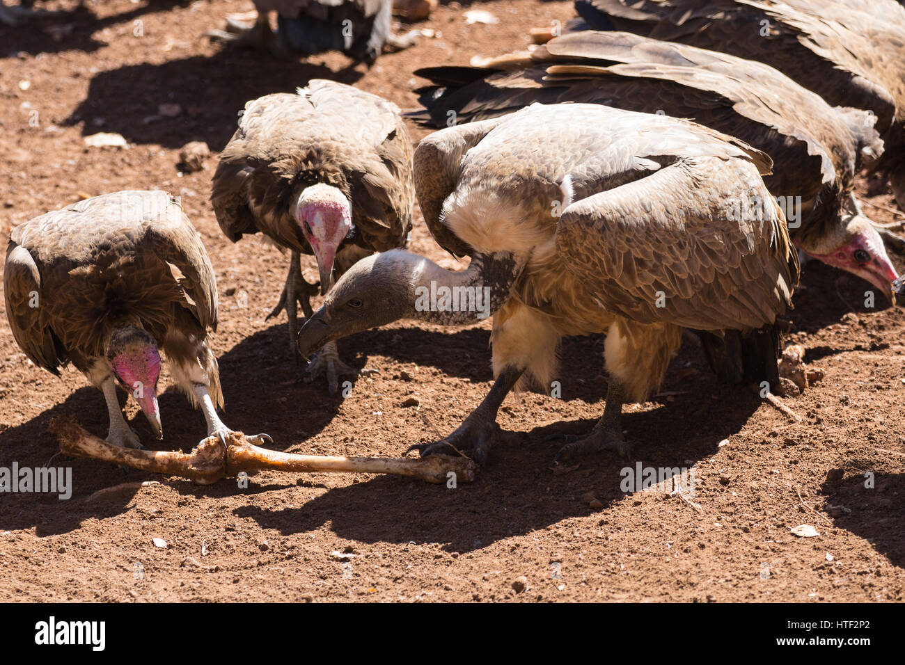 Hooded Vultures and Cape Vulture Picking Over Animal Bone Stock Photo
