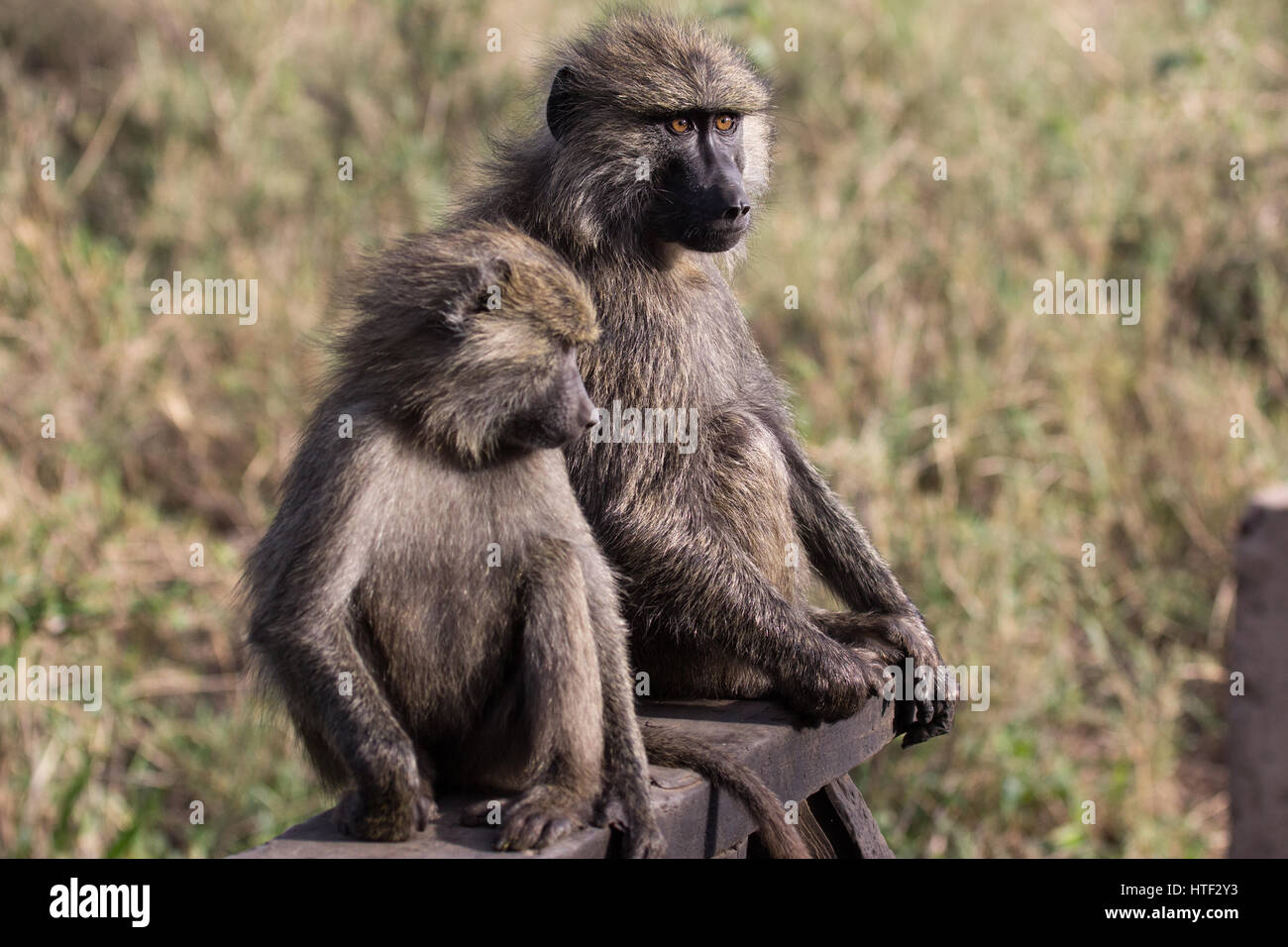 Baboon mother and young sitting on wooden railing of small bridge in Serengeti. Stock Photo