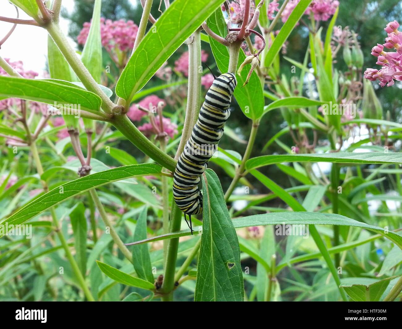 Monarch Caterpillar on Milkweed Stock Photo Alamy