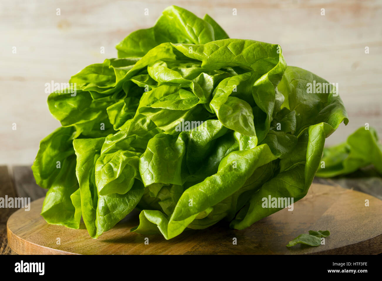 Raw Green Organic Boston Butter Lettuce Ready to Chop Stock Photo Alamy