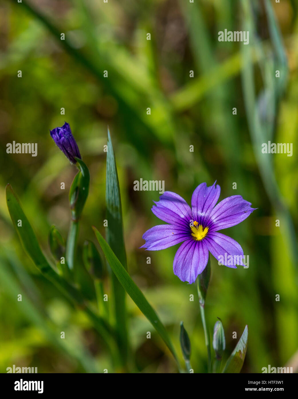 Blue Eyed Grass (Sisyrinchium bellum) in a San Leandro California field Stock Photo
