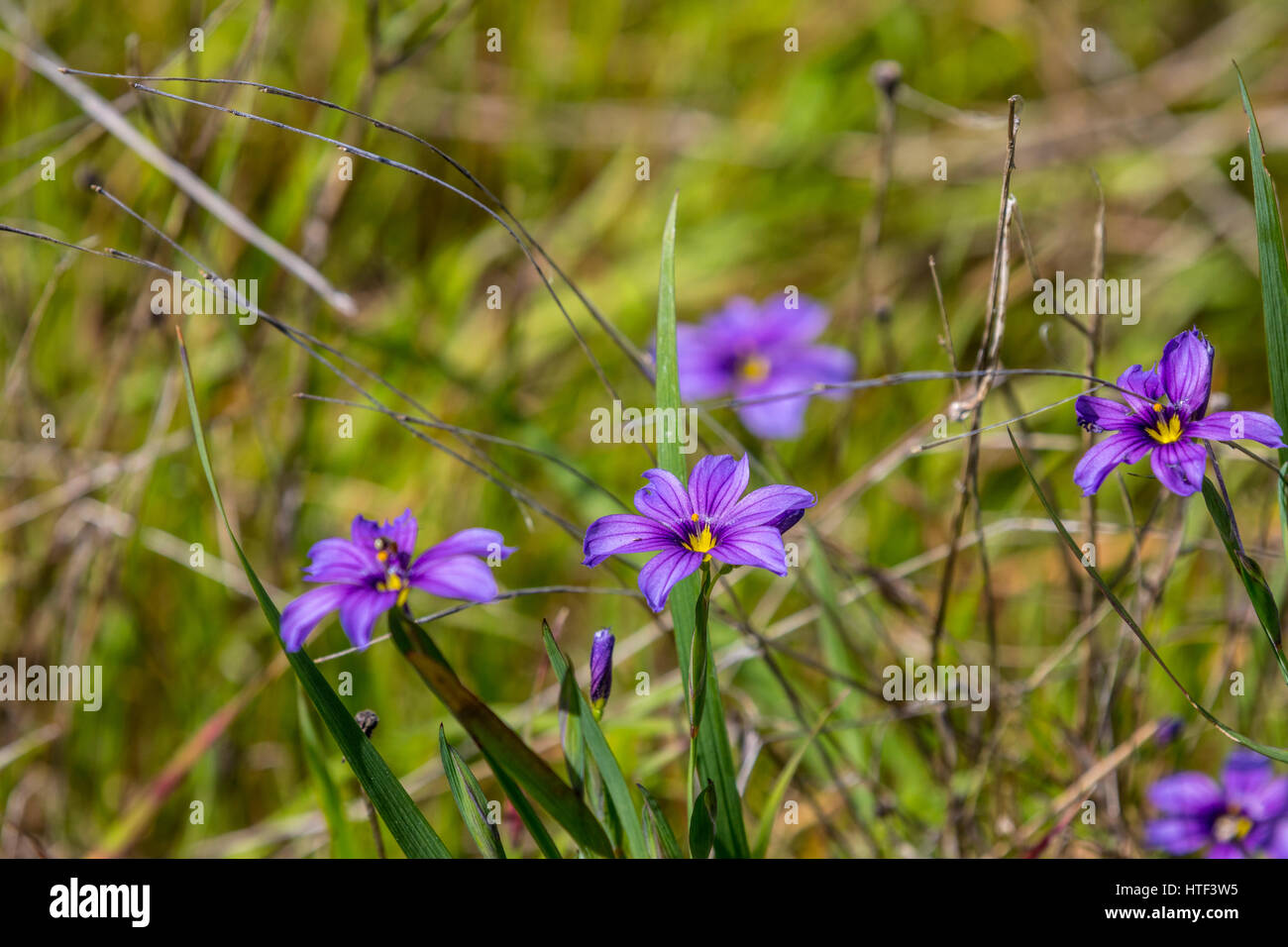 Blue Eyed Grass (Sisyrinchium bellum) in a San Leandro California field Stock Photo