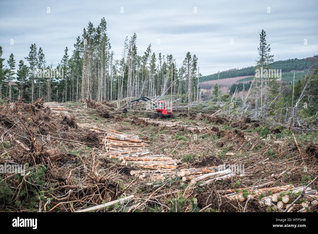A red forest harvester works, felling trees in an area of confer forest near Inverness in North Scotland. Stock Photo