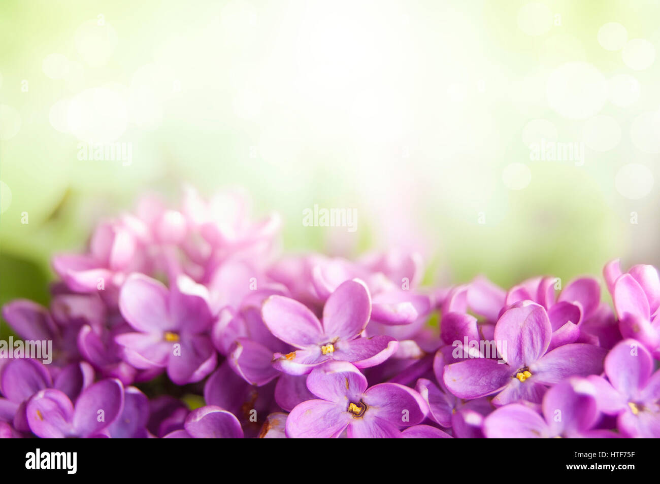 Spring lilac blossom on soft green background Stock Photo - Alamy