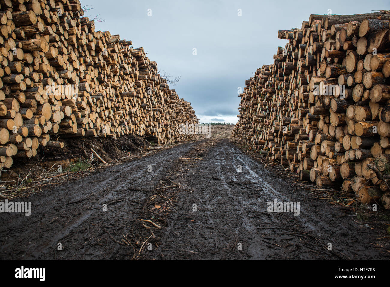 Large timber stacks sit at the road side ready for hauling, following forestry operations near Inverness in Scotland. Stock Photo