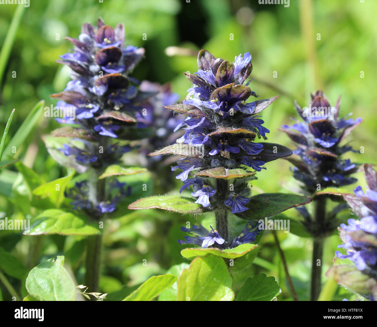 The flowers of Ajuga reptans, commonly known as bugle, bugleweed, or