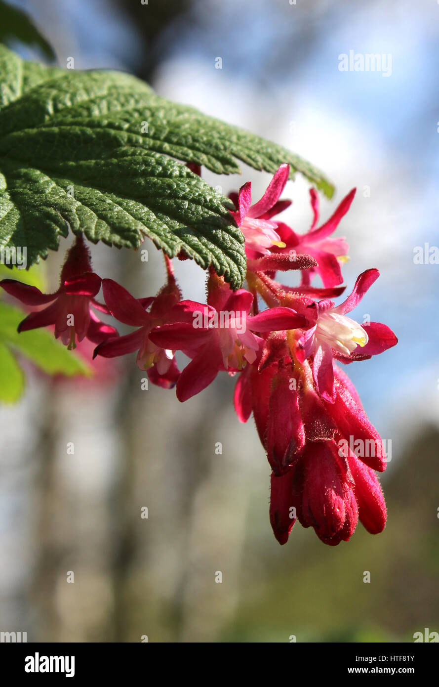 The early spring flower of Ribes sanguineum also known as Flowering Currant or Red Flower Currant. Stock Photo