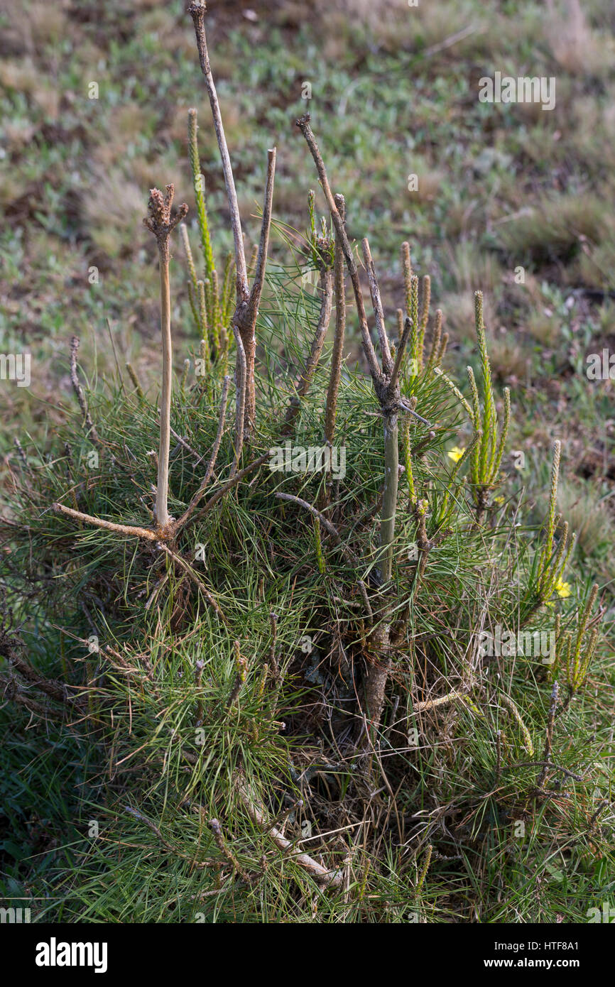 Verbiss durch Reh, Reh-Wild, Spuren der Nahrungssuche, Verbiss-Schaden an Kiefer, Capreolus capreolus, roe deer Stock Photo