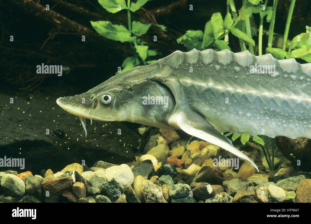 Waxdick, Russische Stör, Ossietra-Stör, Acipenser gueldenstaedtii, Acipenser gueldenstaedti, Russian sturgeon, diamond sturgeon, Danube sturgeon Stock Photo