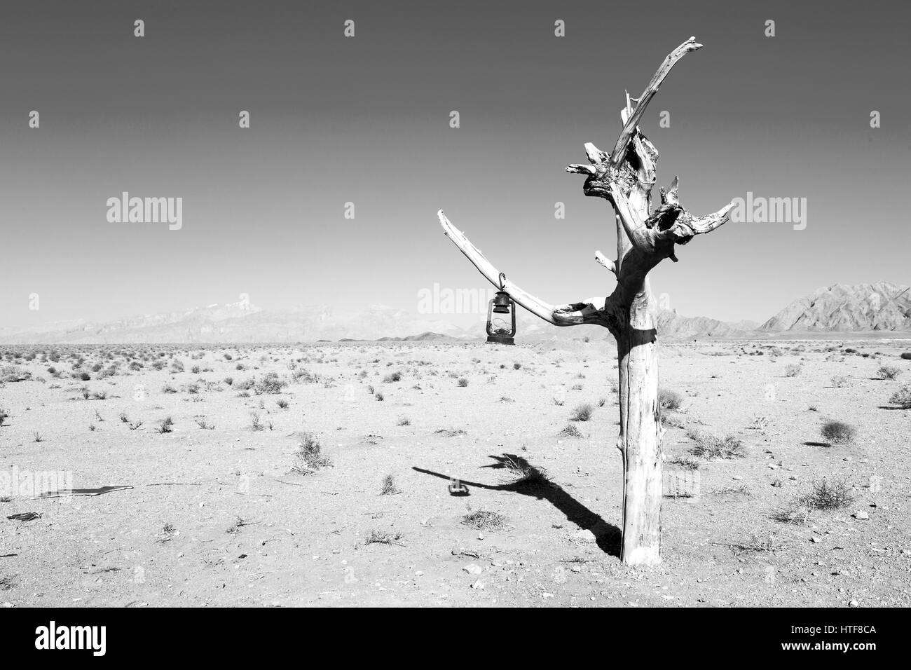 in iran blur old dead tree in the empty desert of persia lamp oil on branch Stock Photo