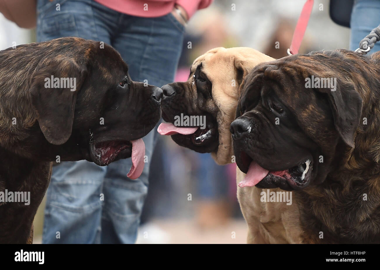 Dogs and their owners arrive for day three of Crufts 2017 at the NEC in Birmingham. Stock Photo