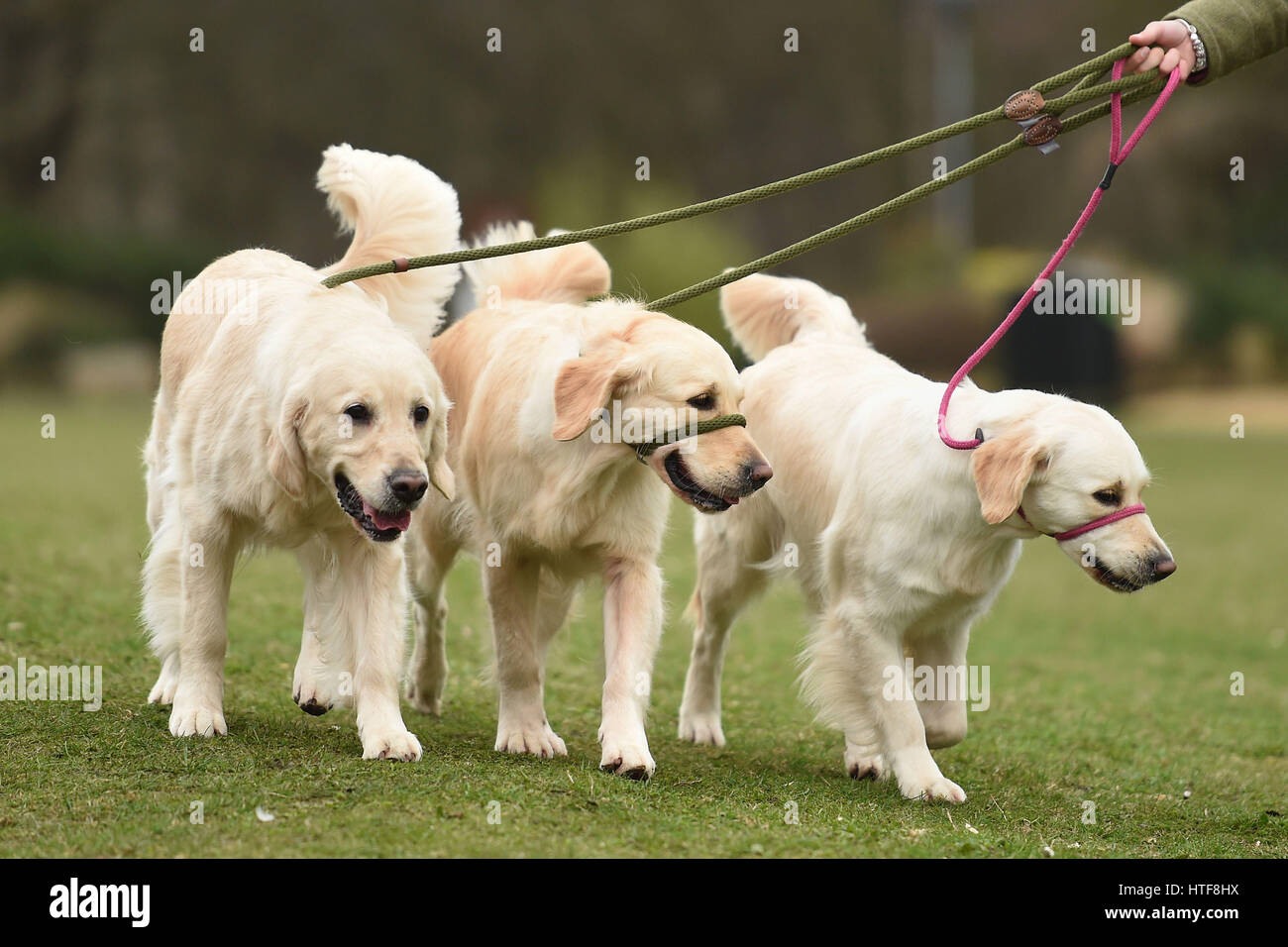 Dogs arrive for day three of Crufts 2017 at the NEC in Birmingham. Stock Photo