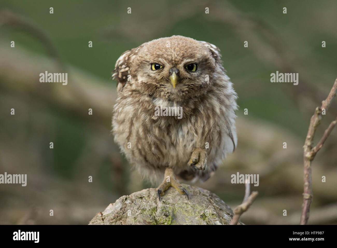 Little Owl encounter, Richmond Park Stock Photo