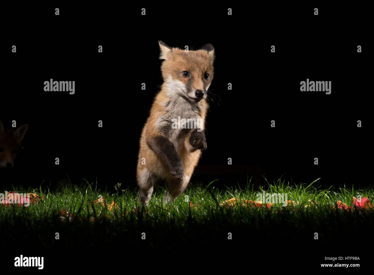 Fox cub playing in a London garden at night Stock Photo