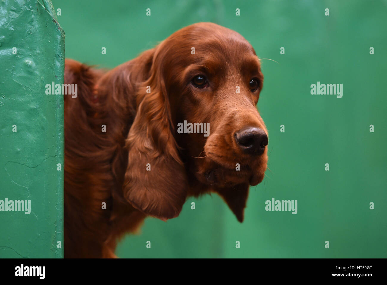 An Irish setter looks out from its pen during day three of Crufts 2017 at the NEC in Birmingham. Stock Photo