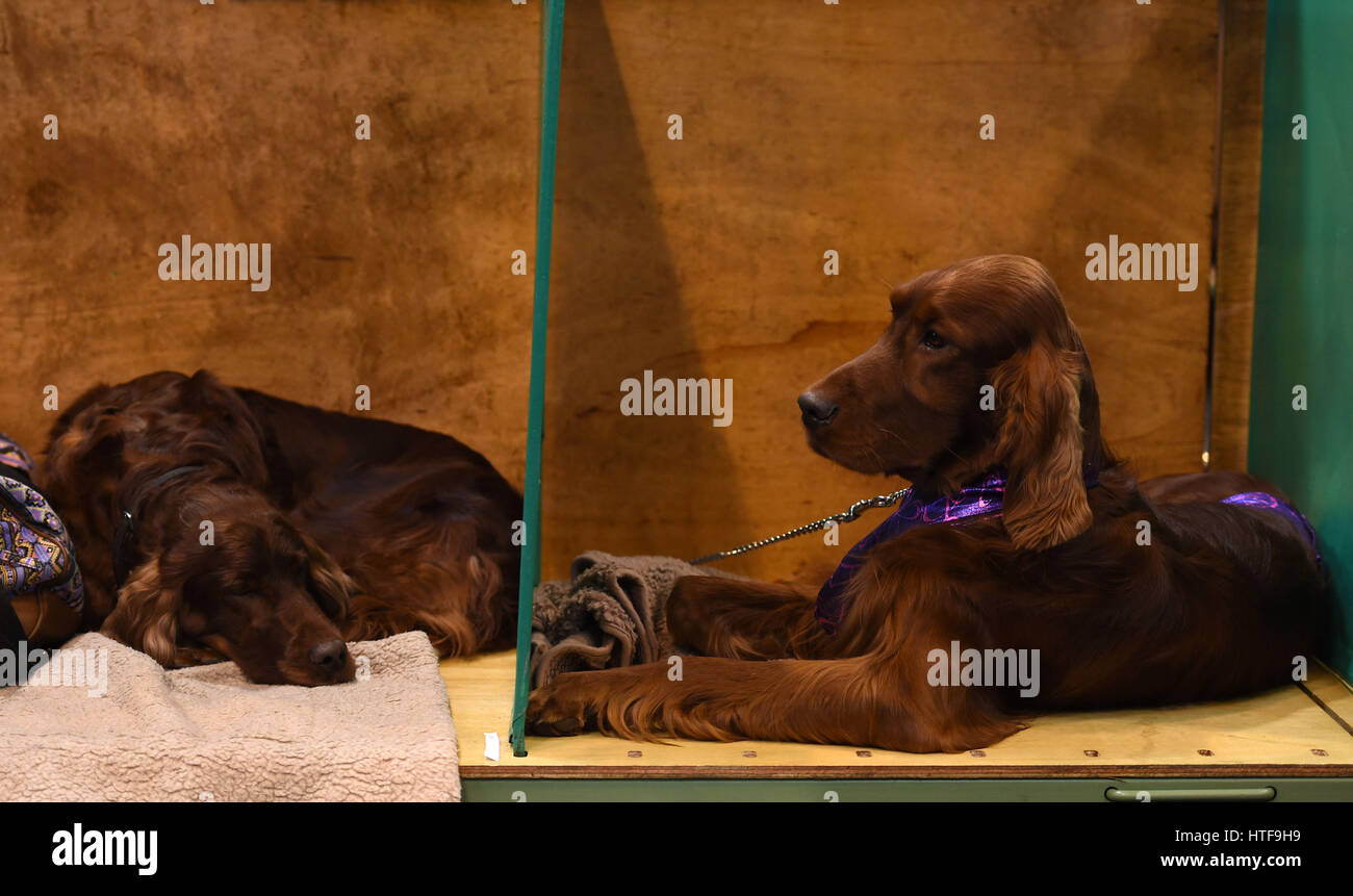 Irish setters in their pens during day three of Crufts 2017 at the NEC in Birmingham. Stock Photo