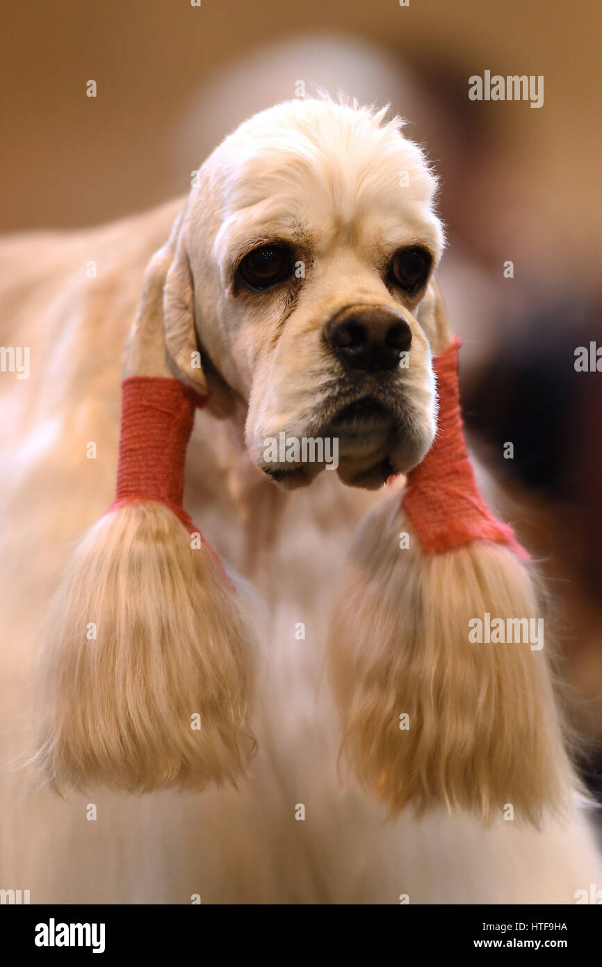 An American cocker spaniel during day three of Crufts 2017 at the NEC in Birmingham. Stock Photo