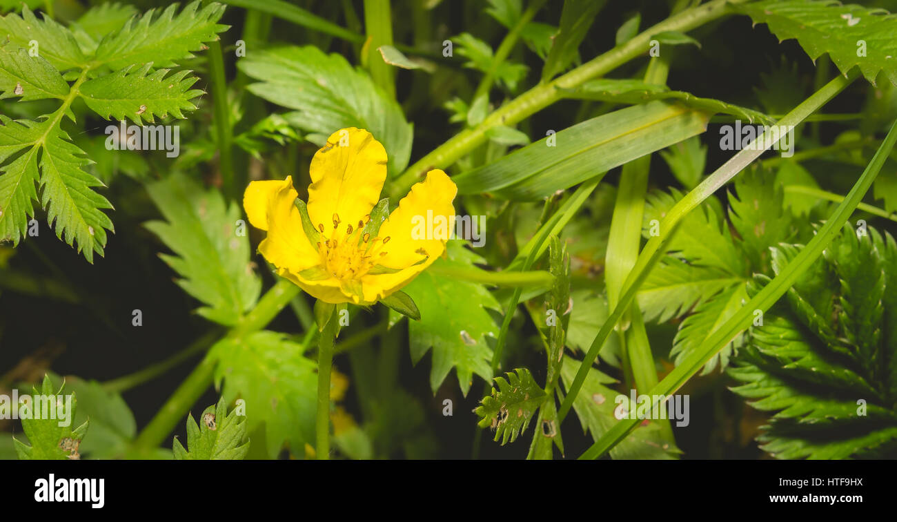 Silverweed, Potentilla anserina leaf and yellow flower. Photo toned. Stock Photo