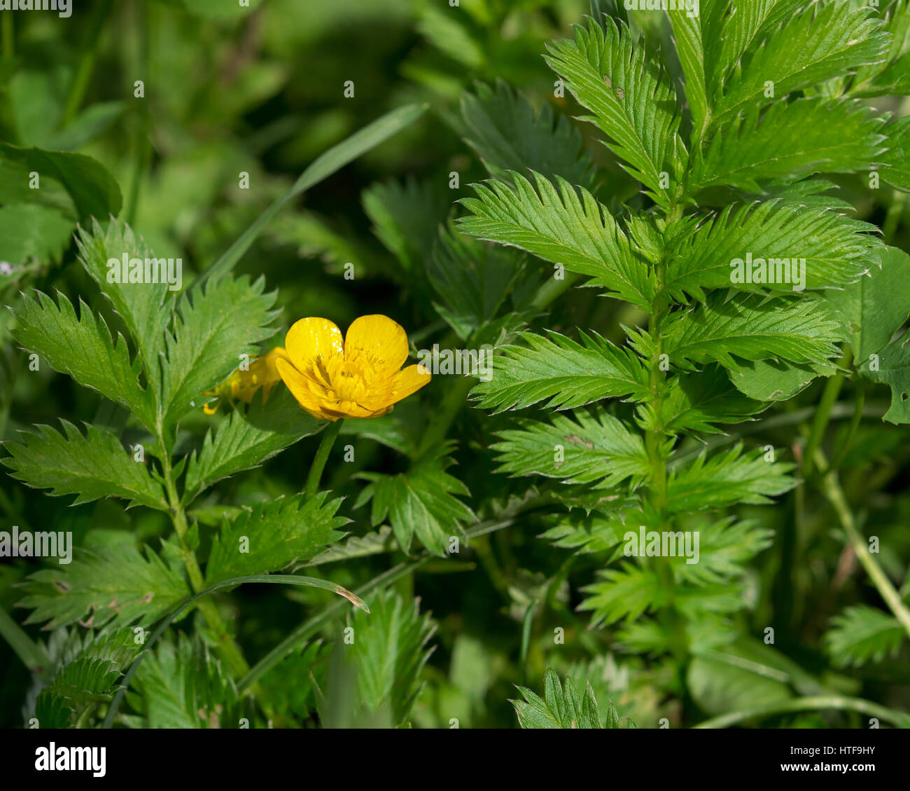 Silverweed, Potentilla anserina leaf and yellow flower. Stock Photo