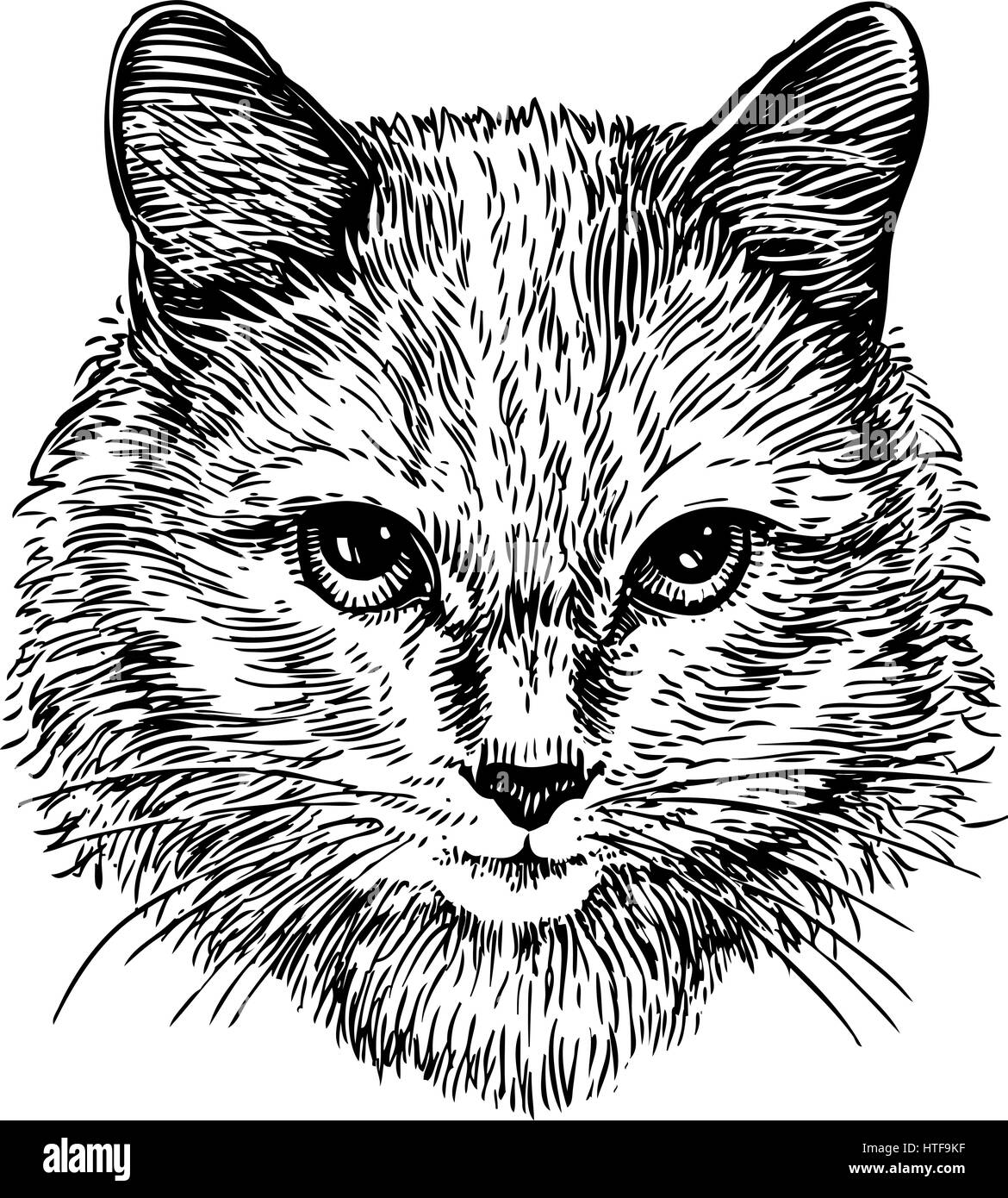 Hand drawn portrait of cute cat, sketch. Art vector illustration Stock Vector