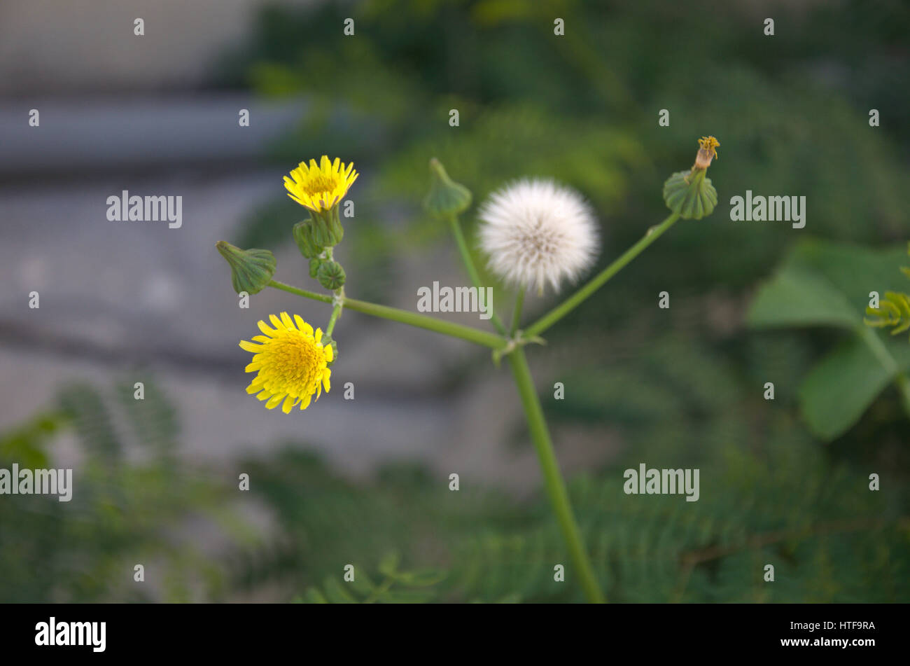 Wild Flowers Stock Photo