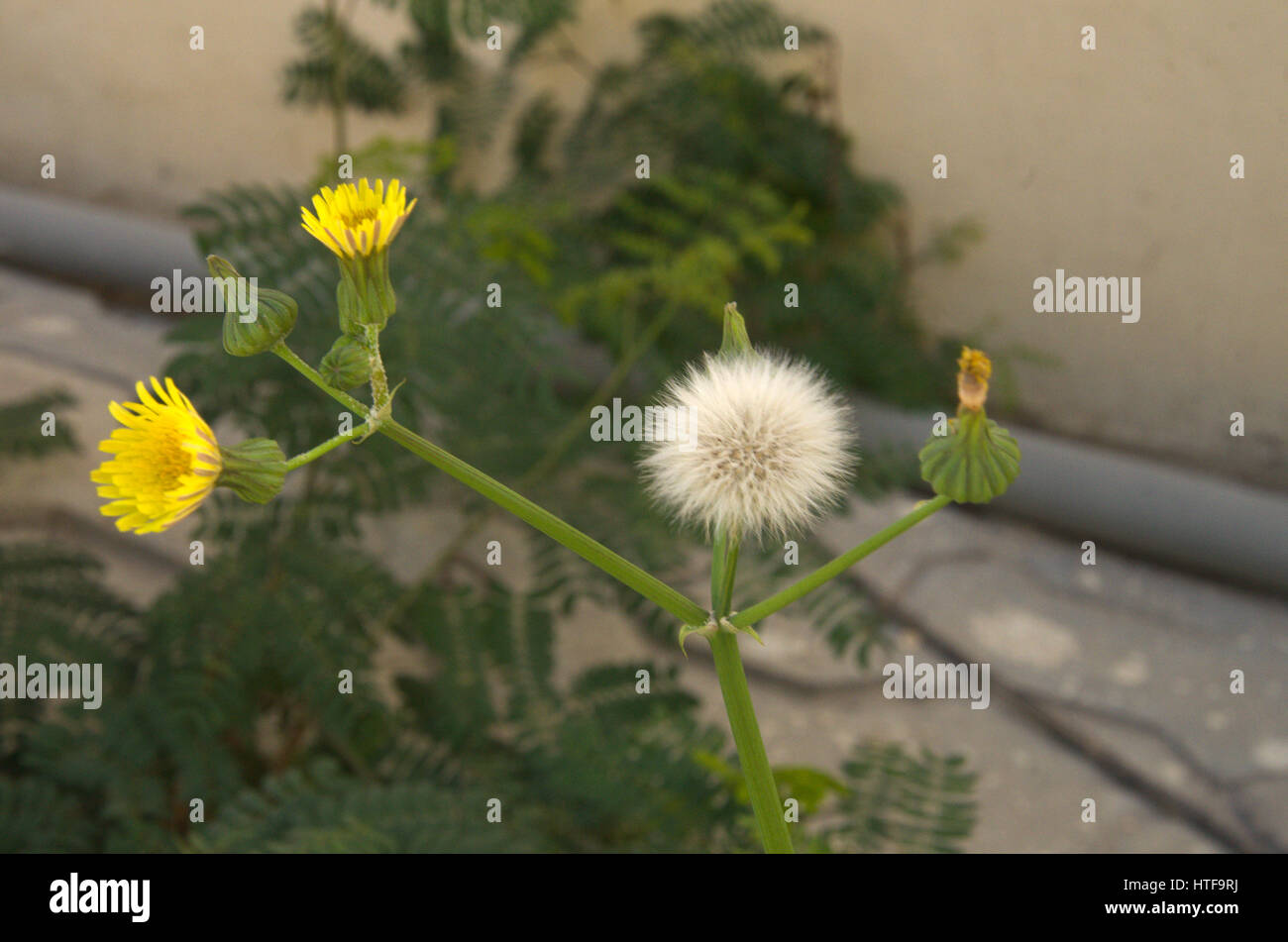 Wild plant ooty hi-res stock photography and images - Alamy