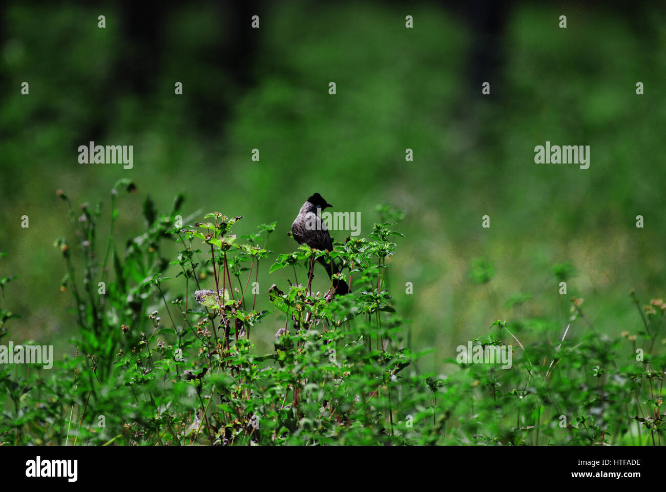 Bunga Teratai High Resolution Stock Photography And Images Alamy
