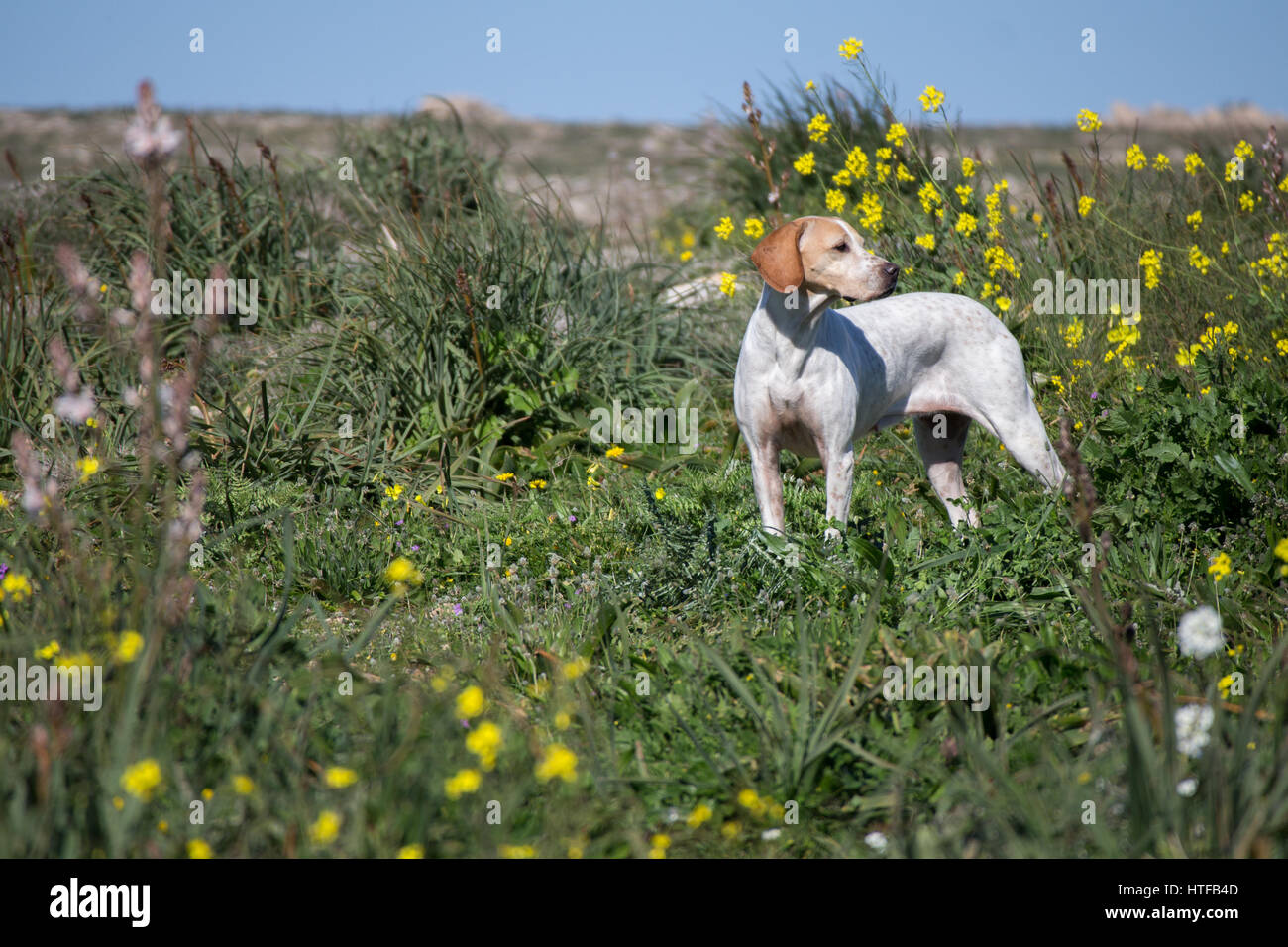 English Pointer (hunter dog) on the meadow Stock Photo