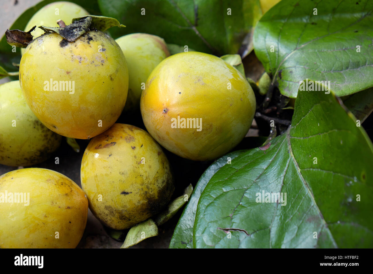 Vietnam persimmon persimmons hires stock photography and images Alamy