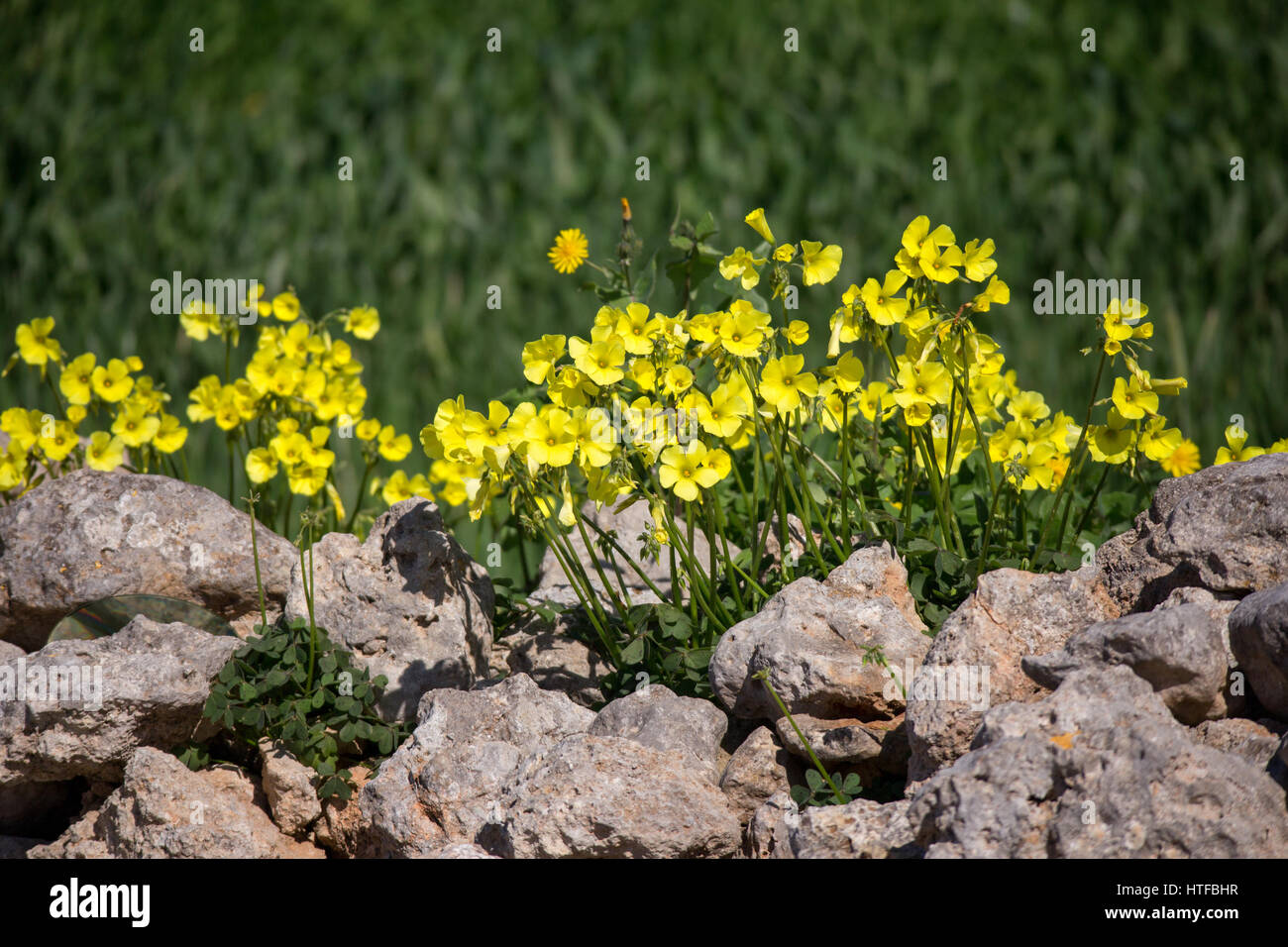 oxalis pes-caprae oxalis pes-caprae